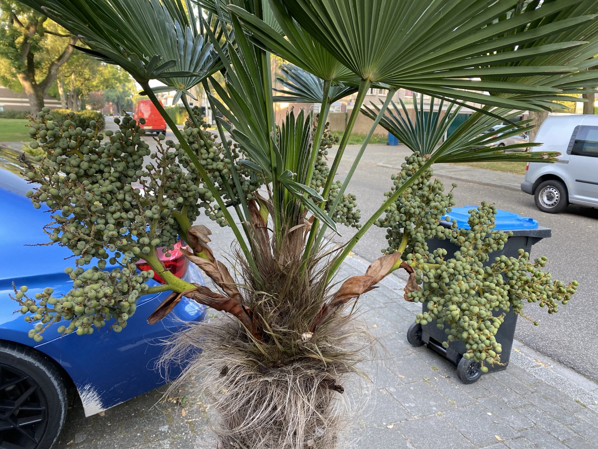 Trachycarpus Wagnerianus X Nanusxwinsan Gilian Plants