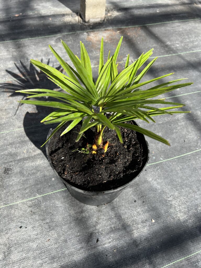 Trachycarpus Kumaon X Wagnerianus Gilian Plants