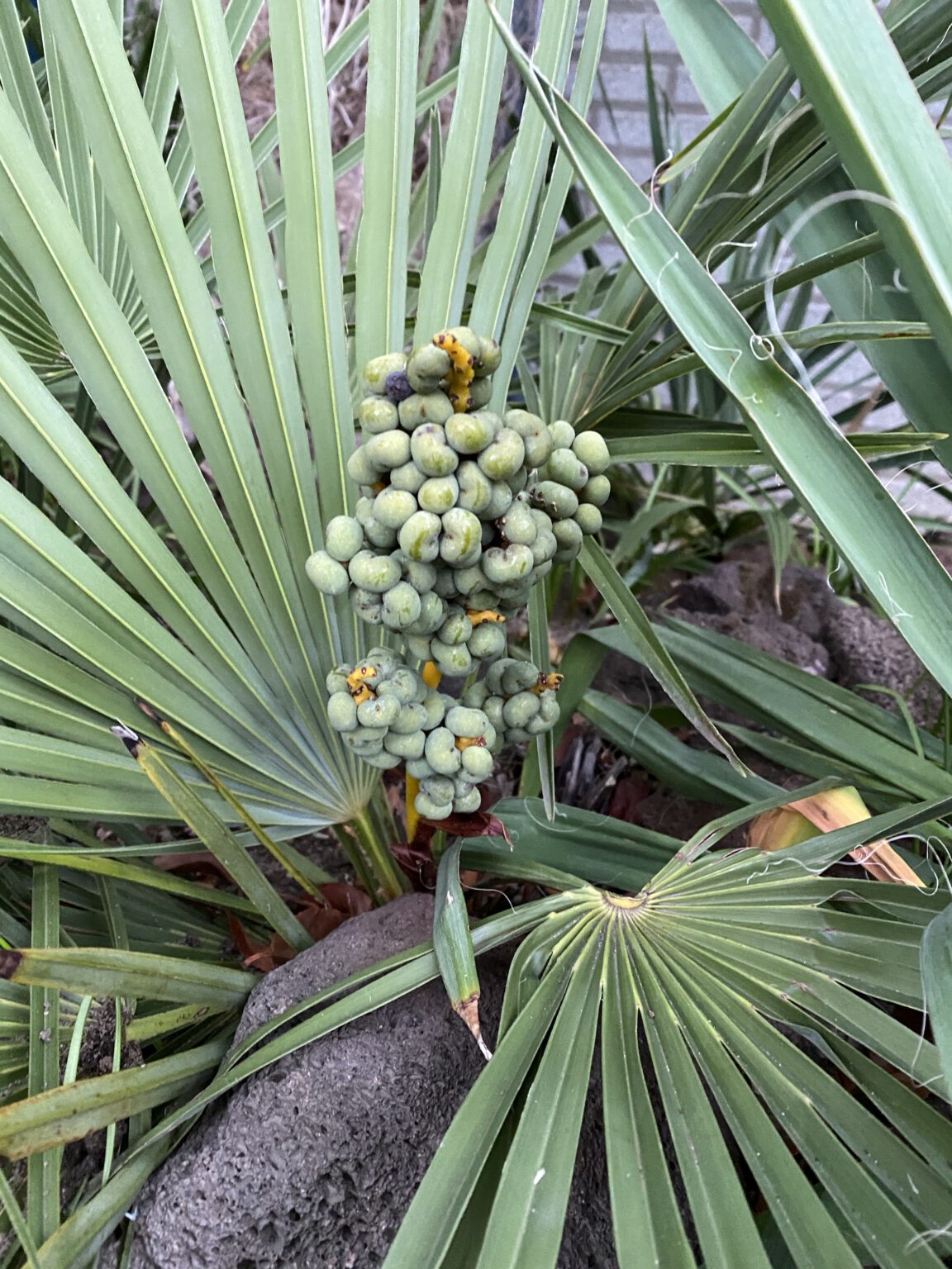 Trachycarpus nanus x princeps new form - Gilian Plants