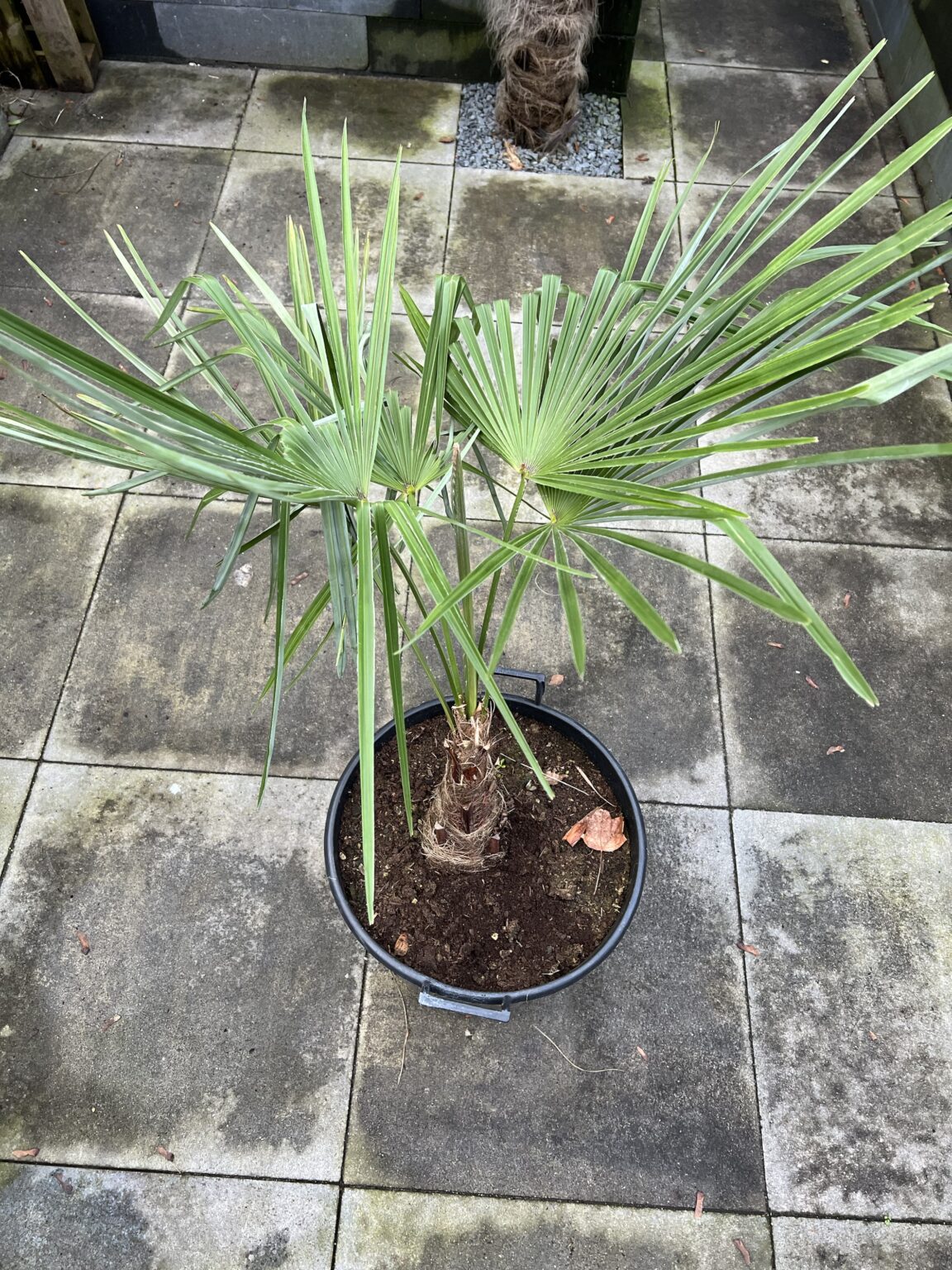 Trachycarpus wagnerianus x (nanusxwinsan) - Gilian Plants