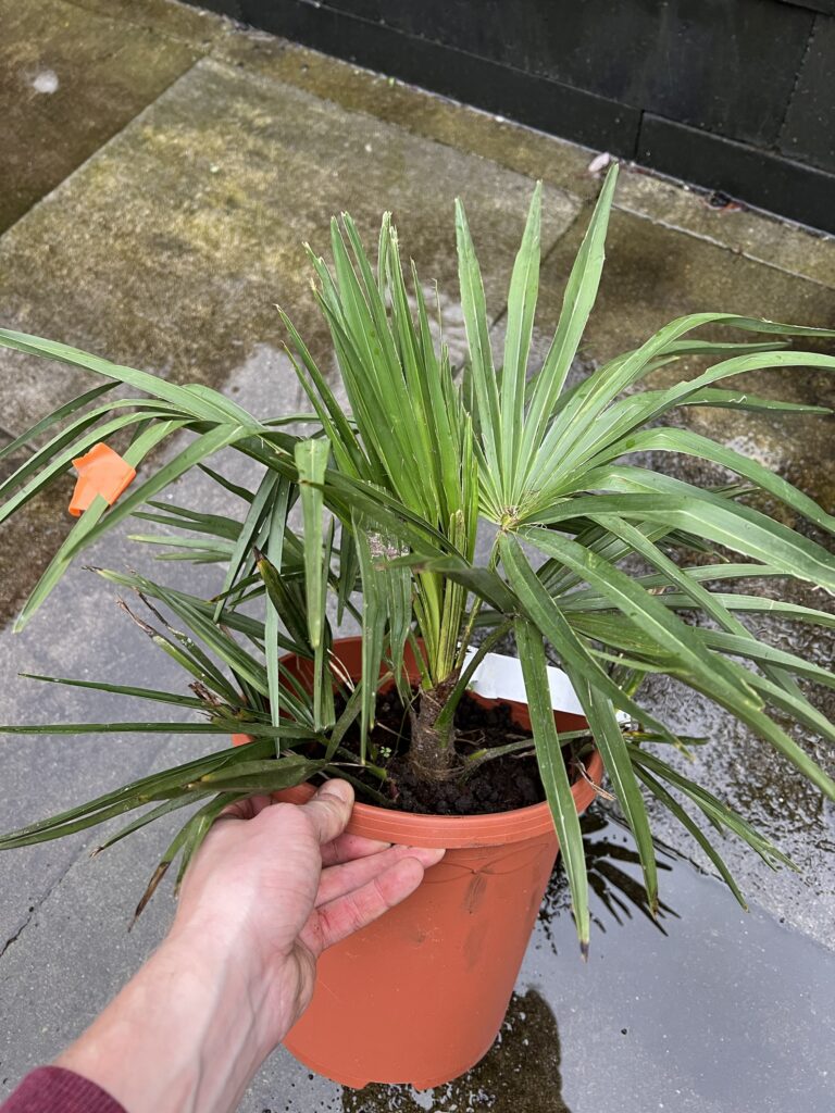 Trachycarpus nanus x fortunei - Gilian Plants