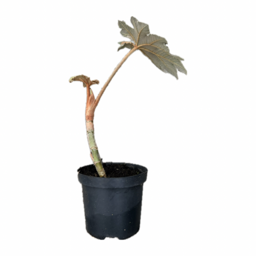 Tetrapanax papyrifer 'Rex' - medium