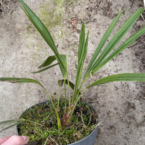 Trachycarpus naggy x nova