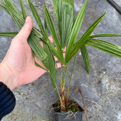 Trachycarpus kumaon x wagnerianus 3 years – Image 2