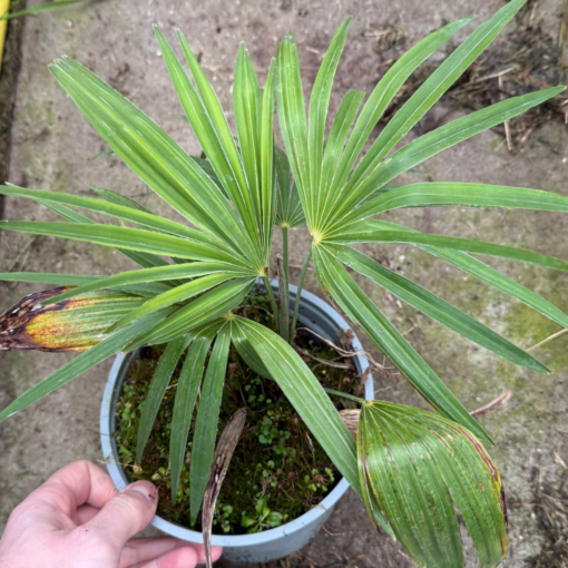 Trachycarpus princeps x fortunei