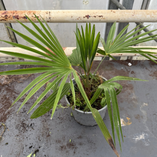 Trachycarpus princeps x nanus