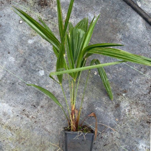 Trachycarpus kumaon x wagnerianus 3 years