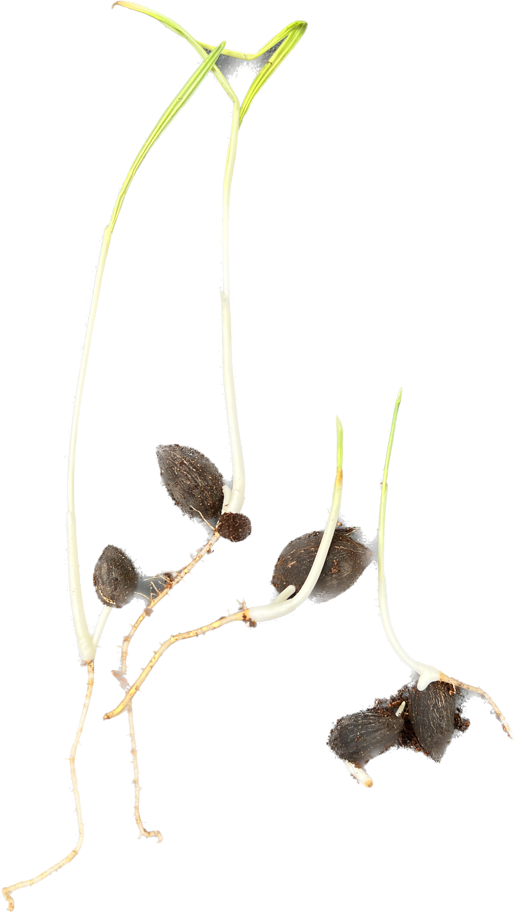 butia-exilata-gilian-plants