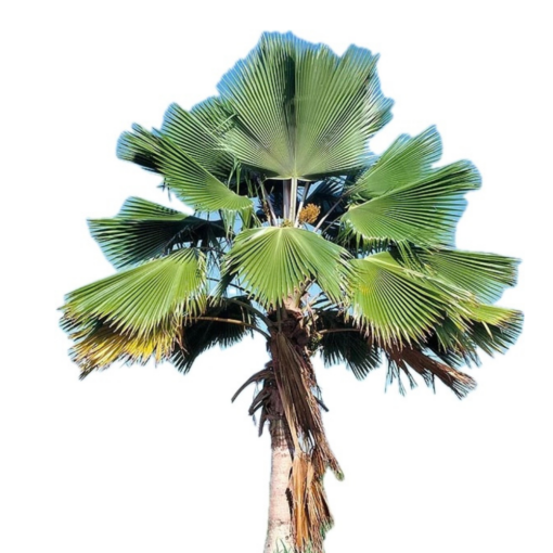 Pritchardia pacifica