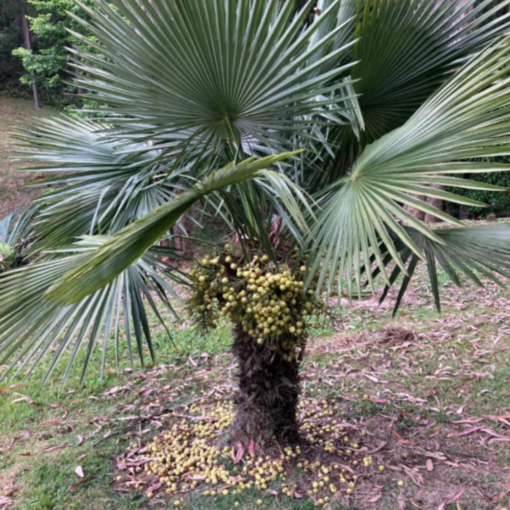 Trithrinax brasiliensis var. acanthocoma  