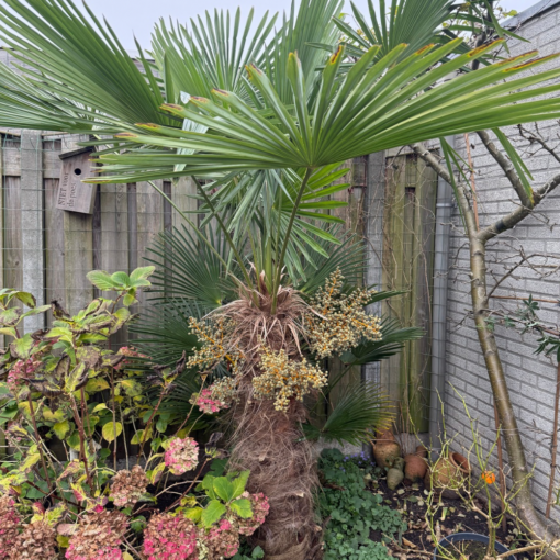 Trachycarpus (wagnerianusxfortunei) x princeps new form