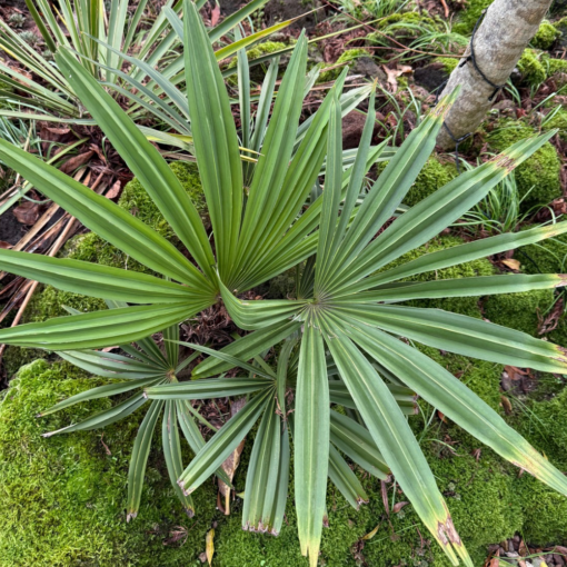 Trachycarpus geminisectus