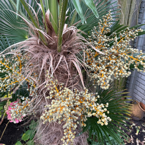 Trachycarpus (wagnerianusxfortunei) x princeps new form – Bild 2