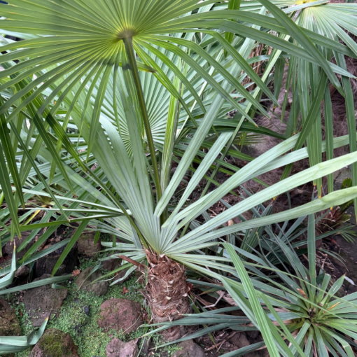 Trachycarpus kumaon x (nanusxwinsan) – Bild 2