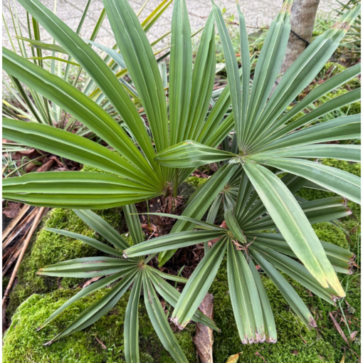 Trachycarpus geminisectus – Image 2