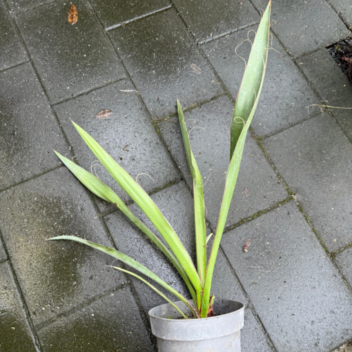 Yucca faxoniana 2 years old