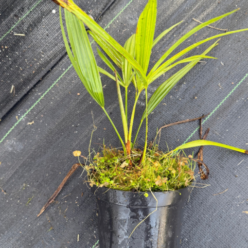 Trachycarpus nanus hybrid - Image 2