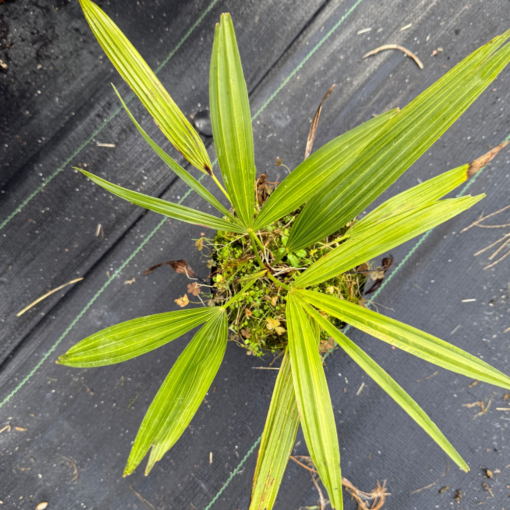 Trachycarpus nanus hybrid