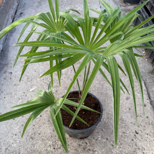 Trachycarpus wagnerianus x princeps new form XL - Afbeelding 2