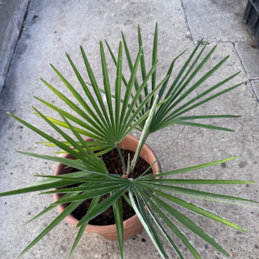 Trachycarpus princeps x naggy nr 2