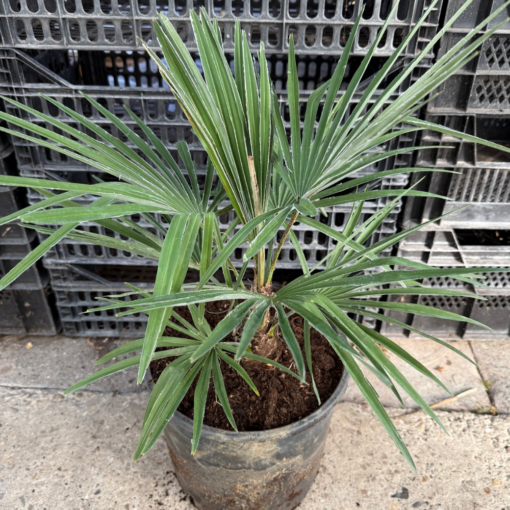 Trachycarpus princeps x naggy nr 3