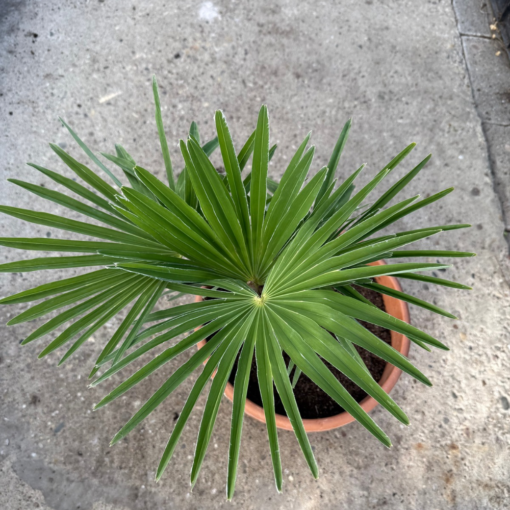 Trachycarpus princeps x nanus XL