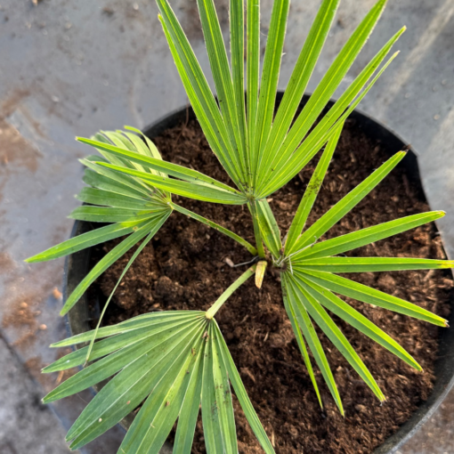 Trachycarpus princeps stone gate