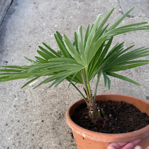 Trachycarpus princeps x nanus XL - Afbeelding 2