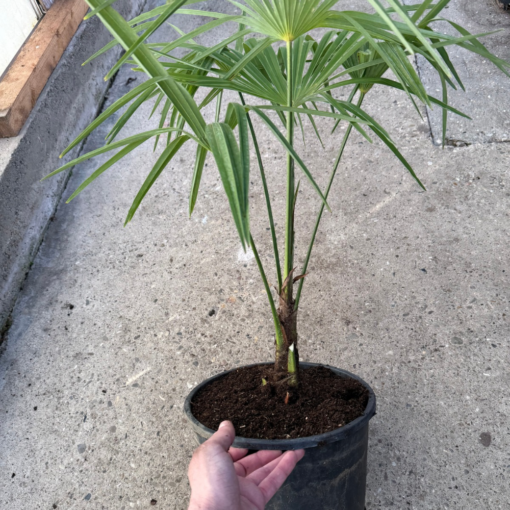 Trachycarpus wagnerianus x princeps new form XL - Afbeelding 3