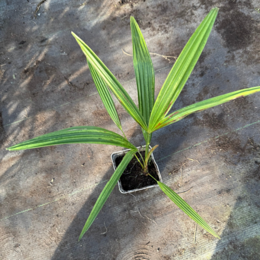 Trachycarpus fortunei x naggy