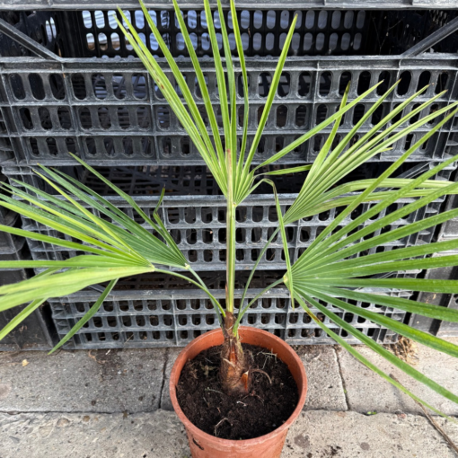 Trachycarpus nanus x princeps XL