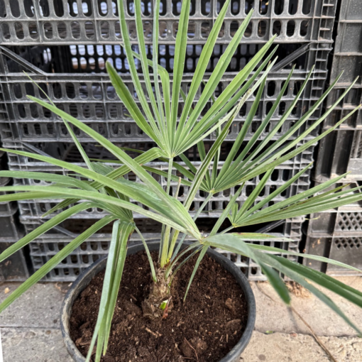 Trachycarpus princeps x naggy nr 1