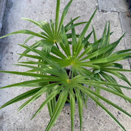 Trachycarpus wagnerianus x princeps new form XL