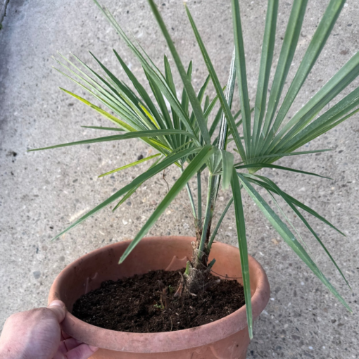 Trachycarpus princeps x naggy nr 2 - Afbeelding 2