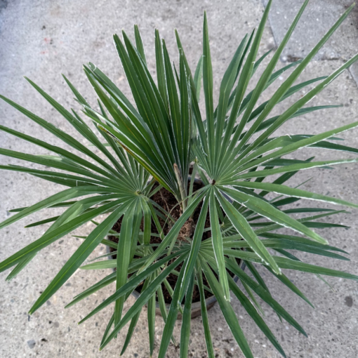 Trachycarpus princeps x naggy nr 3 - Afbeelding 2